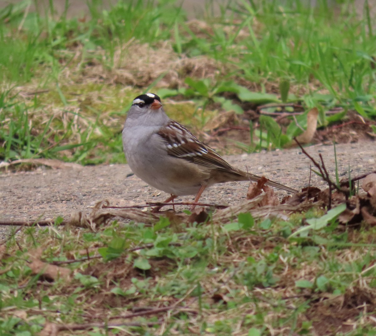 White-crowned Sparrow - Rhonda Langelaan