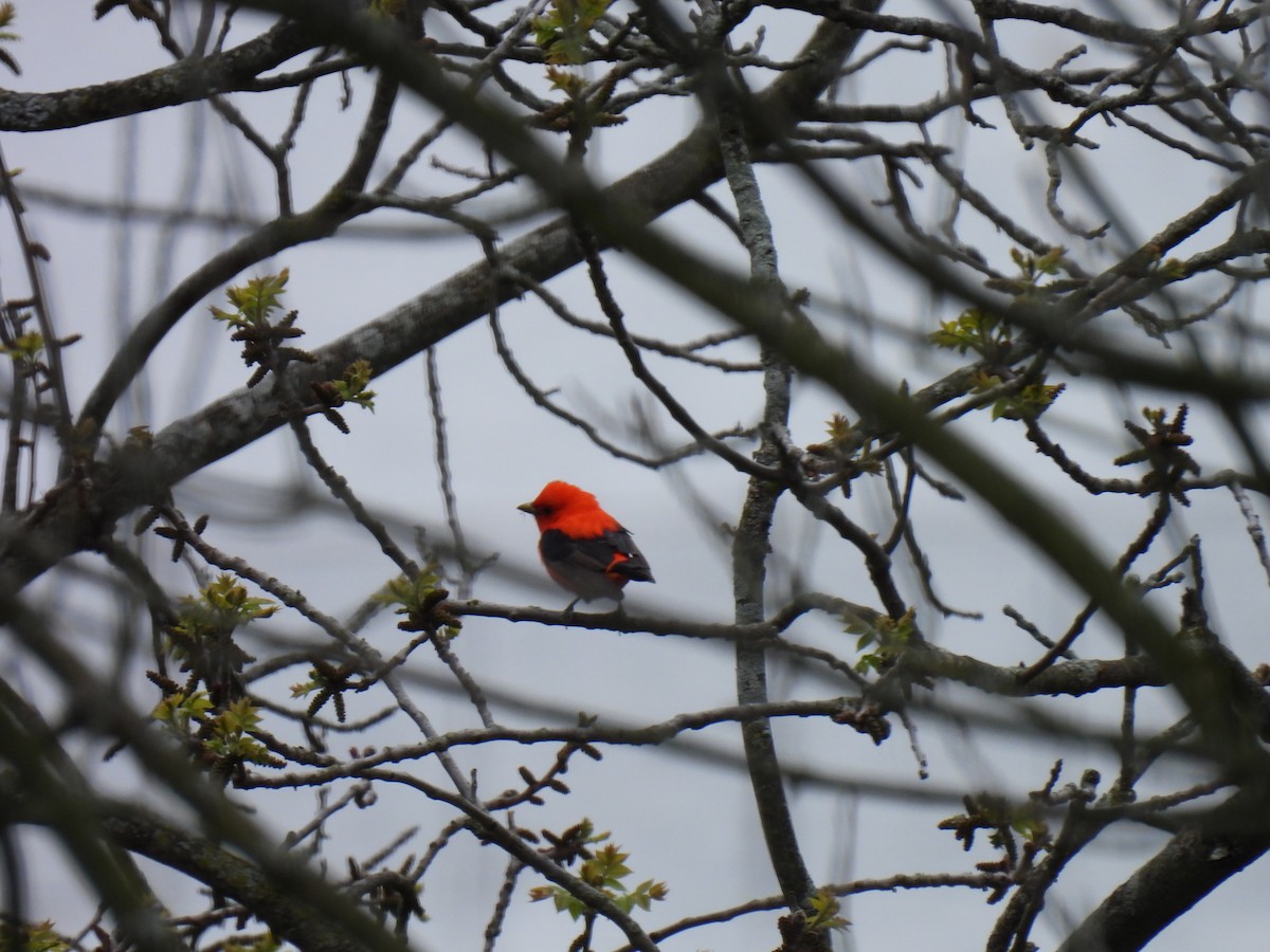 Scarlet Tanager - Kristina Beeby Curtis