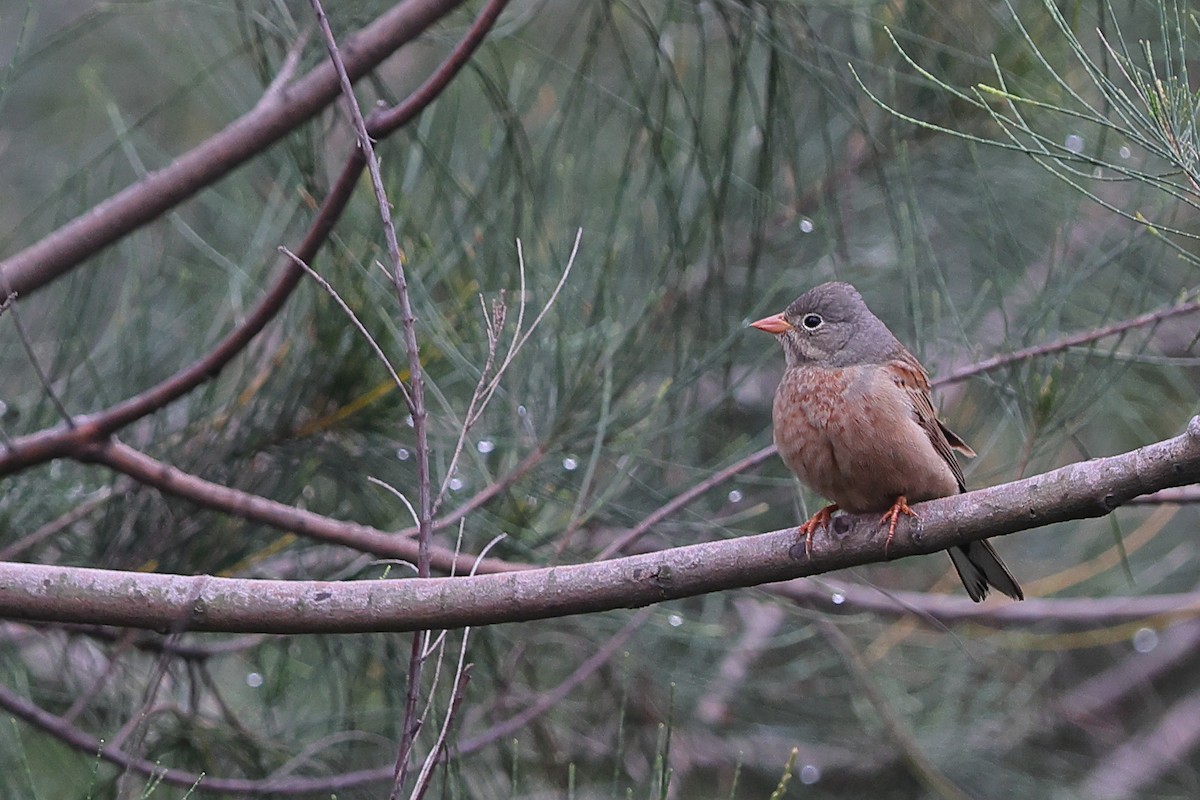 Gray-necked Bunting - ML618854555