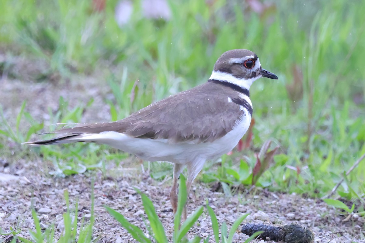 Killdeer - ML618854557