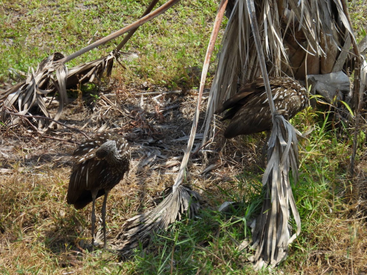 Limpkin - Denise Rychlik