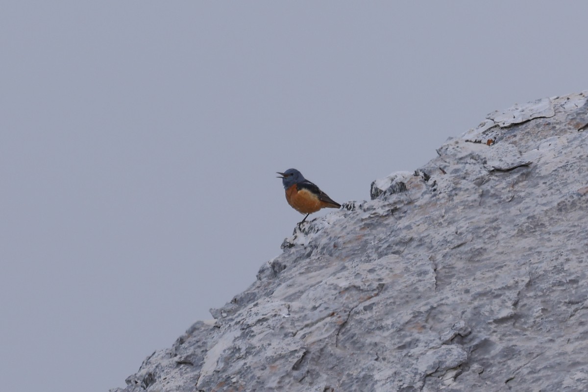 Rufous-tailed Rock-Thrush - Ian Thompson