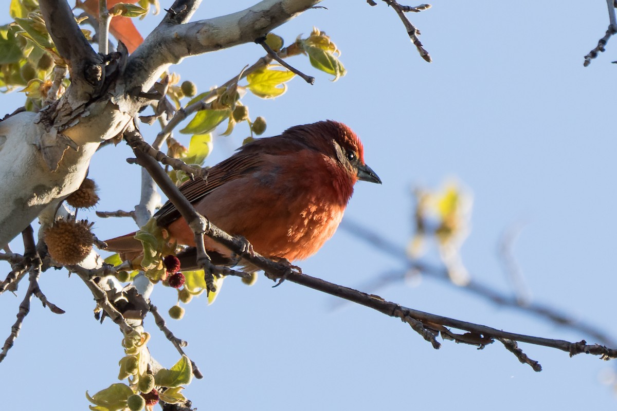 Hepatic Tanager - Lori Buhlman