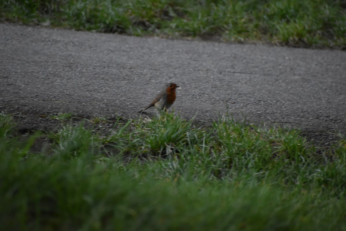 European Robin - Gaspar Horvath