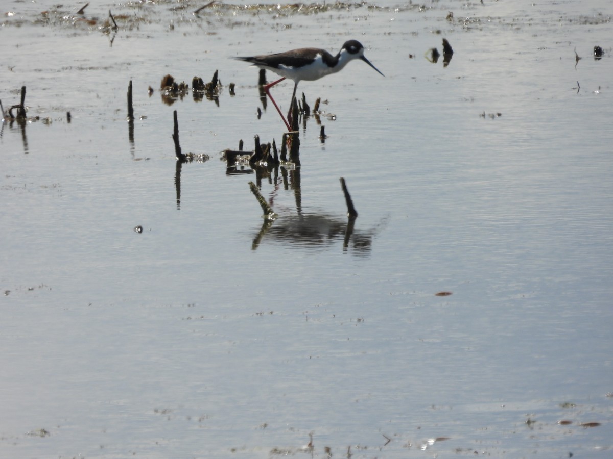 Black-necked Stilt - Beth Lenoble