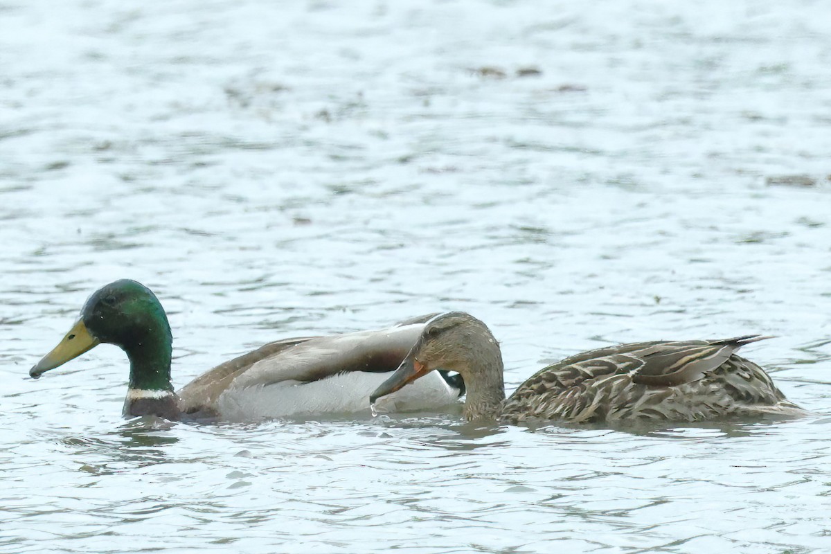 Mallard - David Wilson