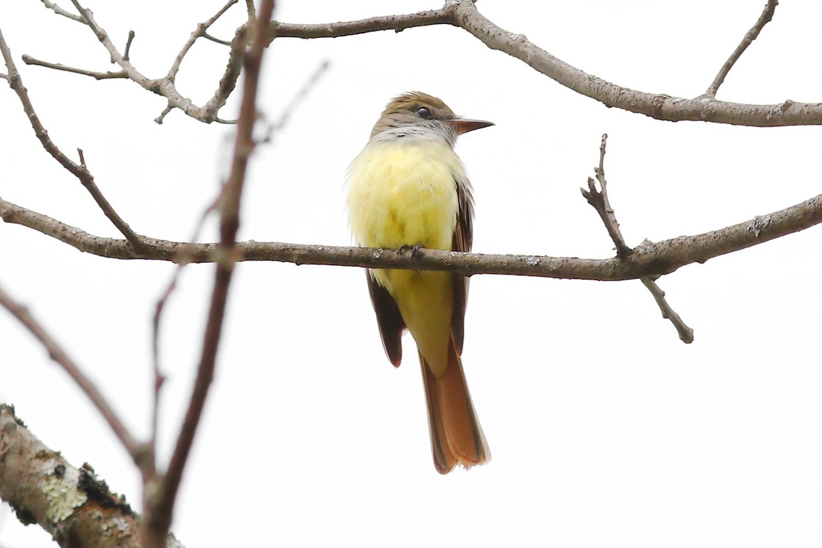 Great Crested Flycatcher - Gary Jarvis