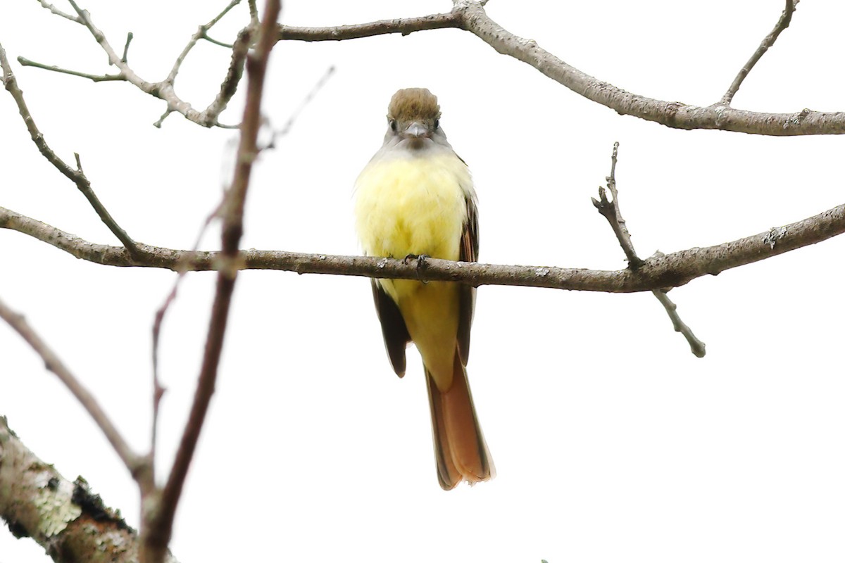 Great Crested Flycatcher - Gary Jarvis