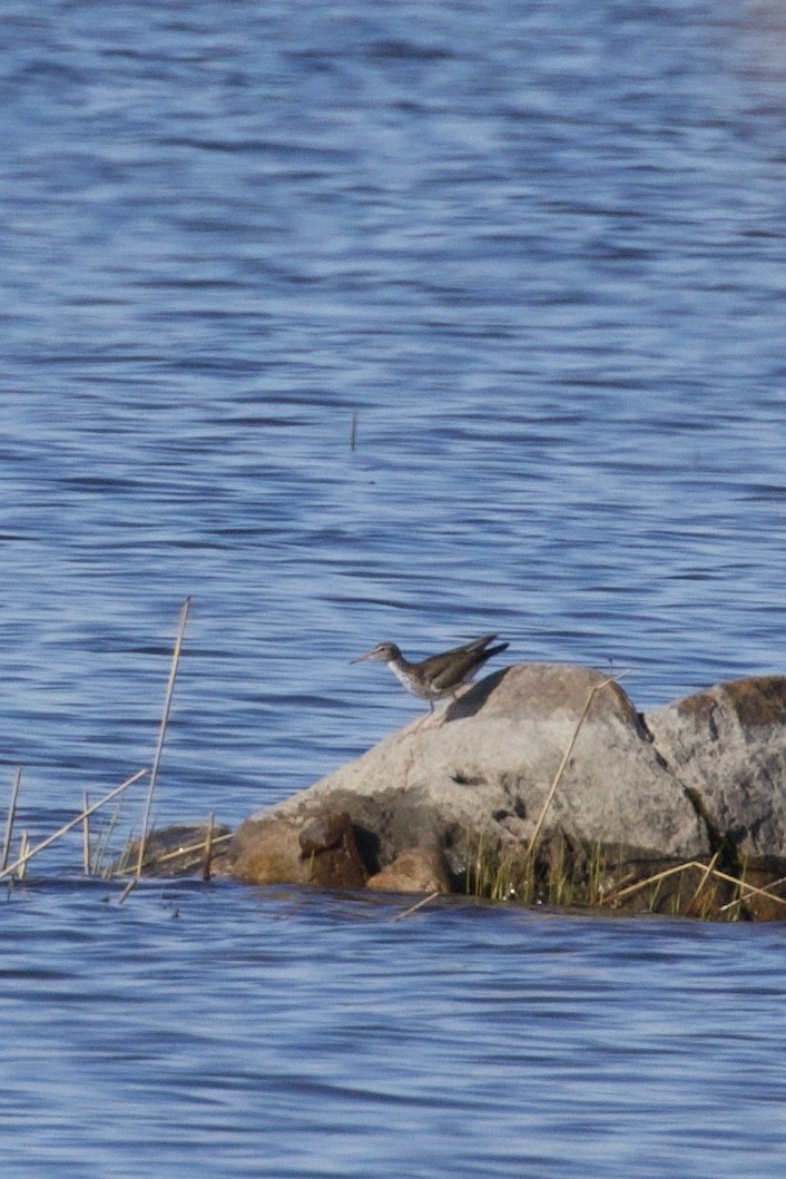 Spotted Sandpiper - Mathias & Sharon Mutzl