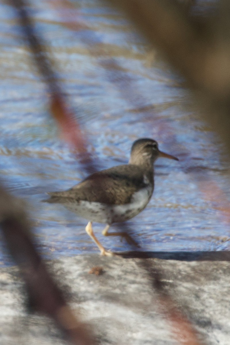 Spotted Sandpiper - Mathias & Sharon Mutzl