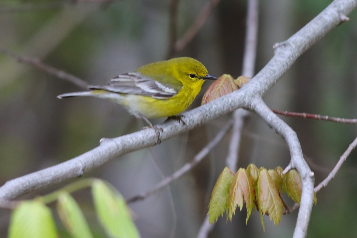 Pine Warbler - Margaret Viens