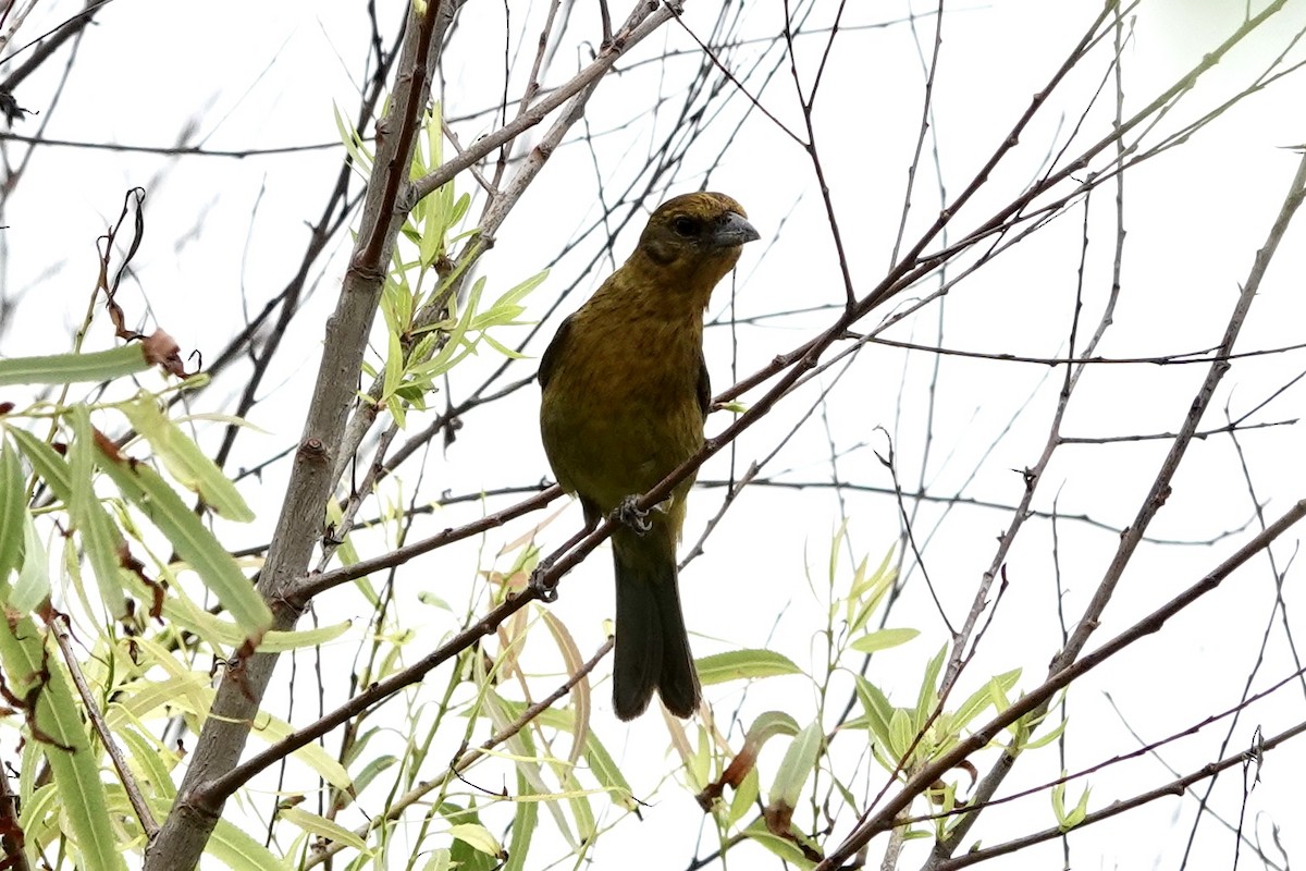 Flame-colored Tanager - Barbara Pankratz