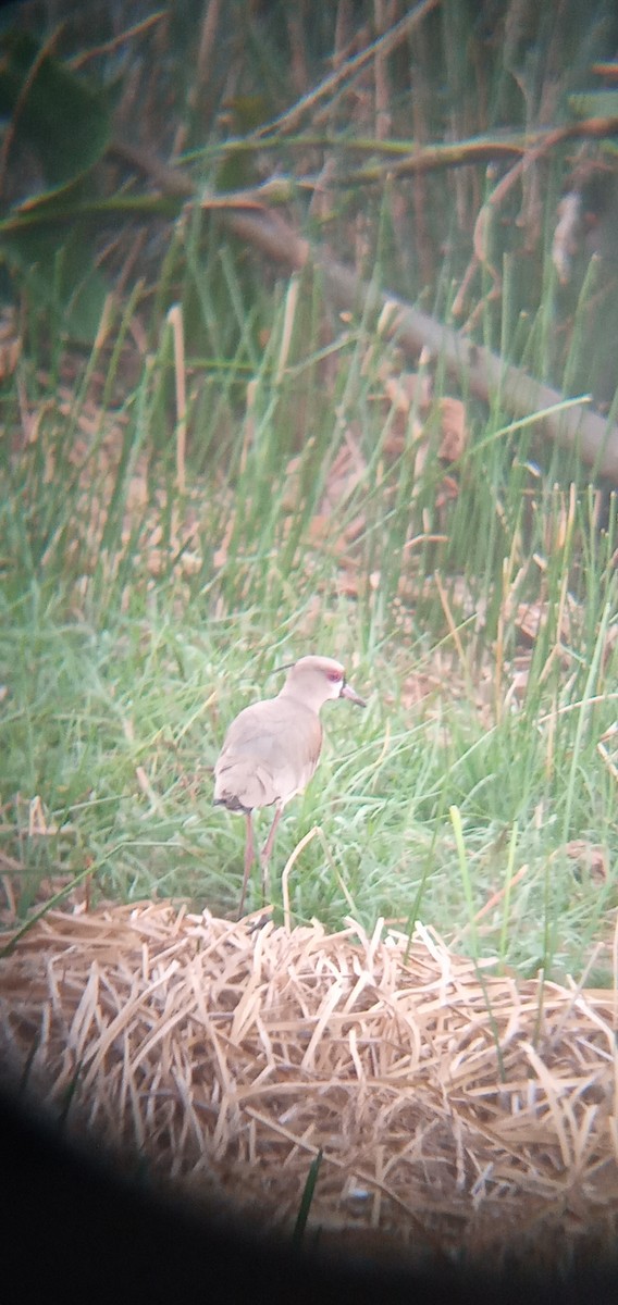 Southern Lapwing - ML618854620