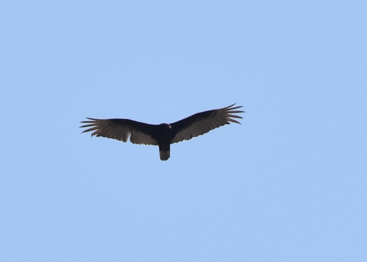 Turkey Vulture - Maria G. Price