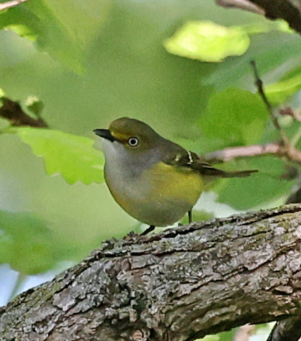 White-eyed Vireo - Mark Madsen