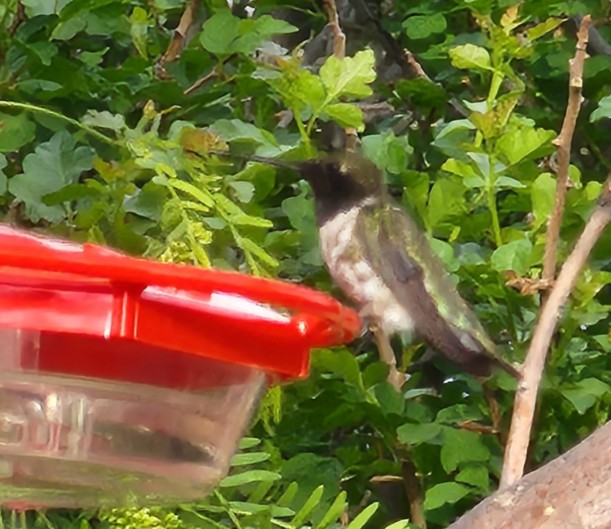 Black-chinned Hummingbird - Nancy Cox