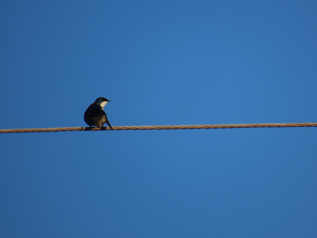 Tree Swallow - ML618854639