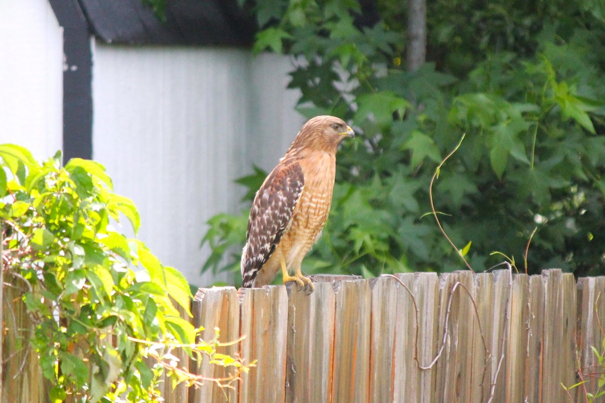 Red-shouldered Hawk - Matthew Werner