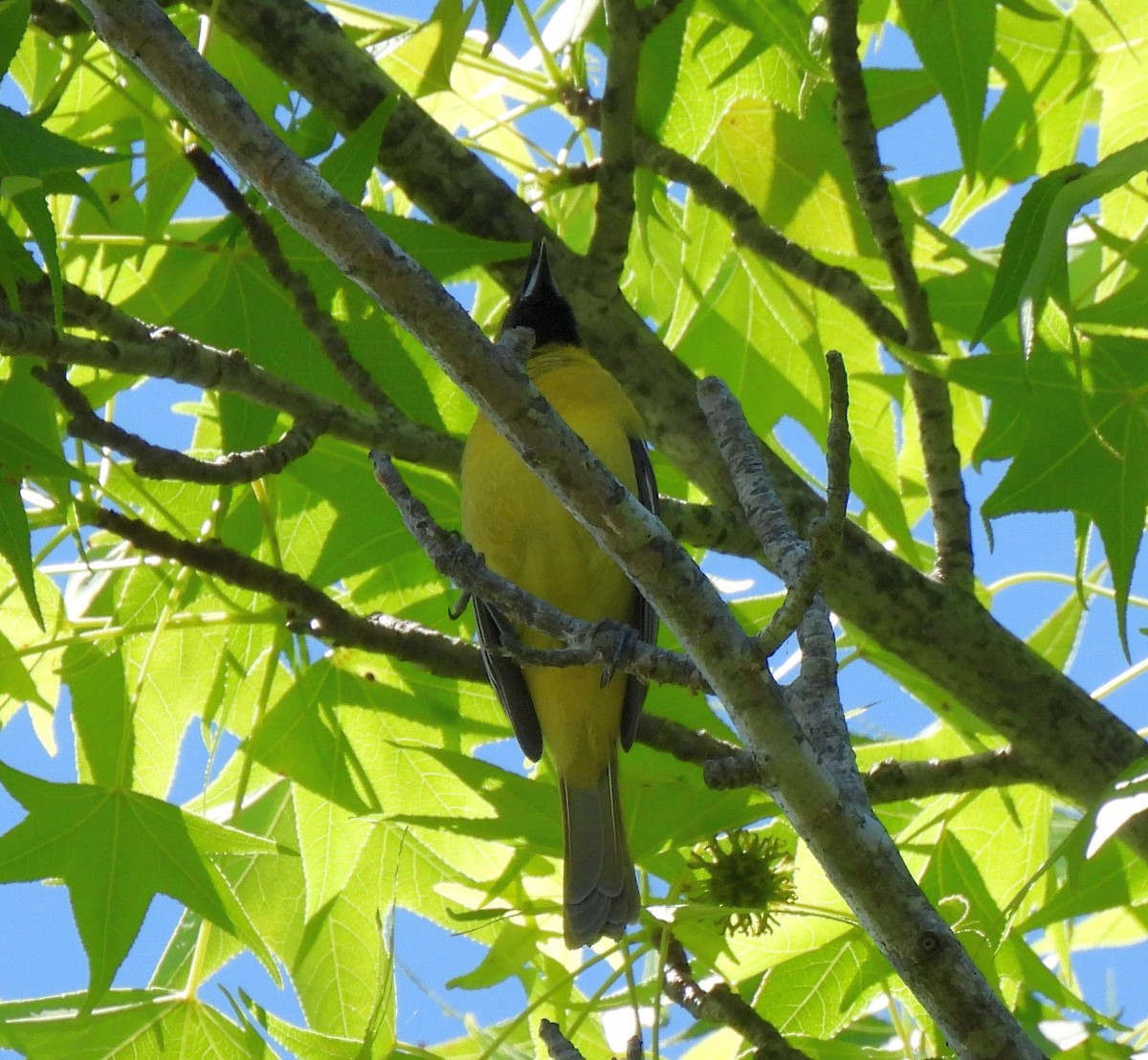 Orchard Oriole - ML618854643