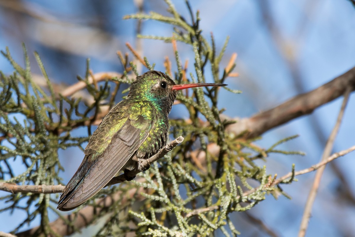 Broad-billed Hummingbird - Lori Buhlman