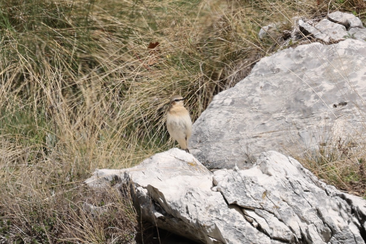 Northern Wheatear - ML618854647