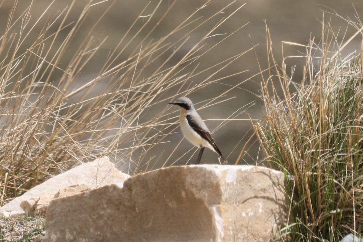 Northern Wheatear - Ian Thompson