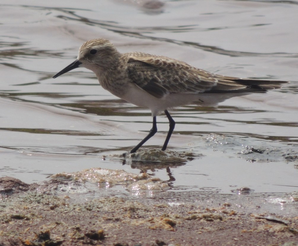 Semipalmated Sandpiper - Jeffrey C and Teresa B Freedman