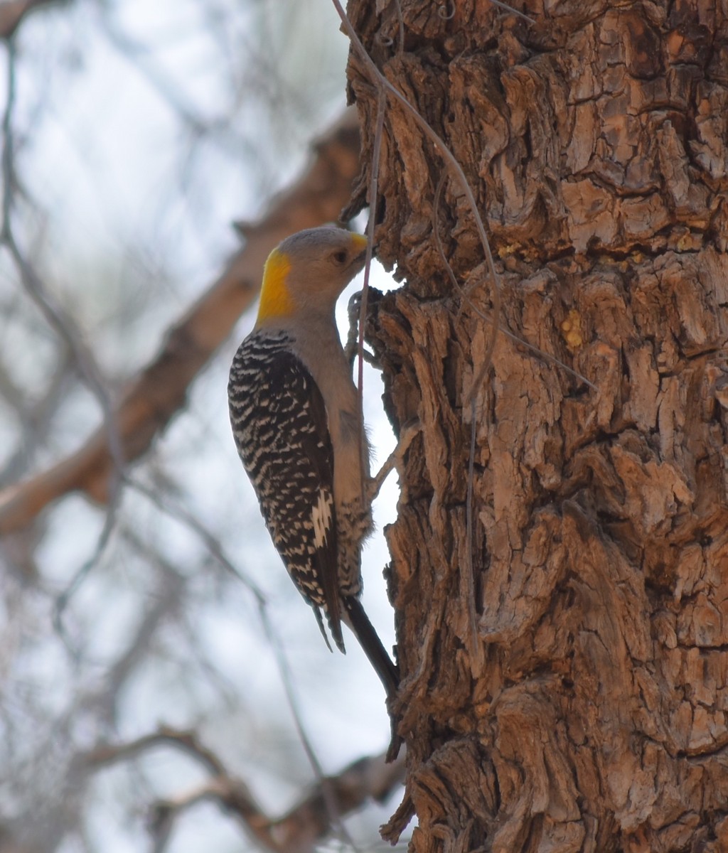 Golden-fronted Woodpecker - Maria G. Price