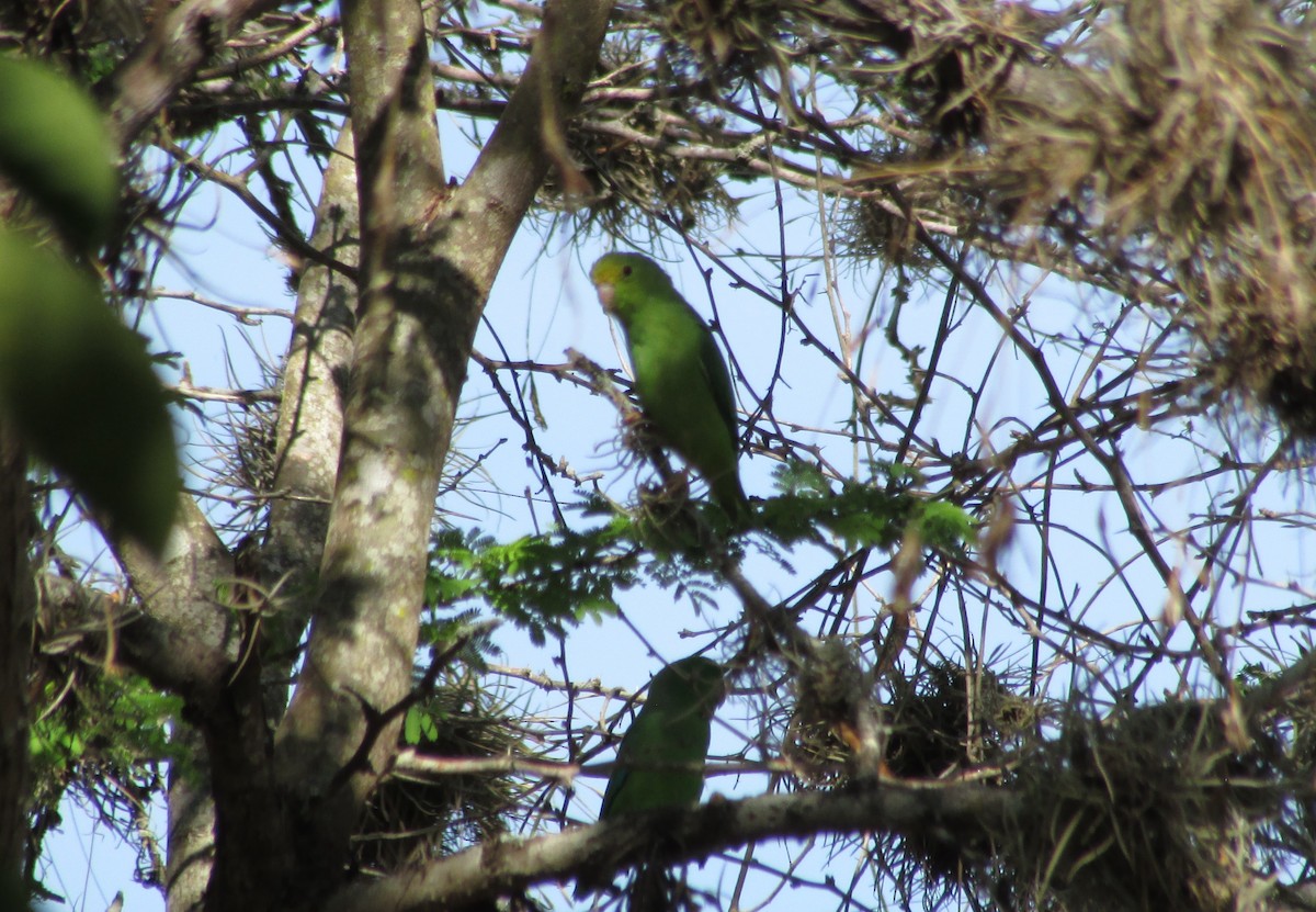 Green-rumped Parrotlet - Eduardo Freitez Gassán