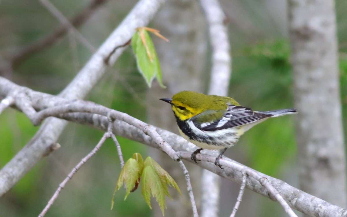 Black-throated Green Warbler - Margaret Viens