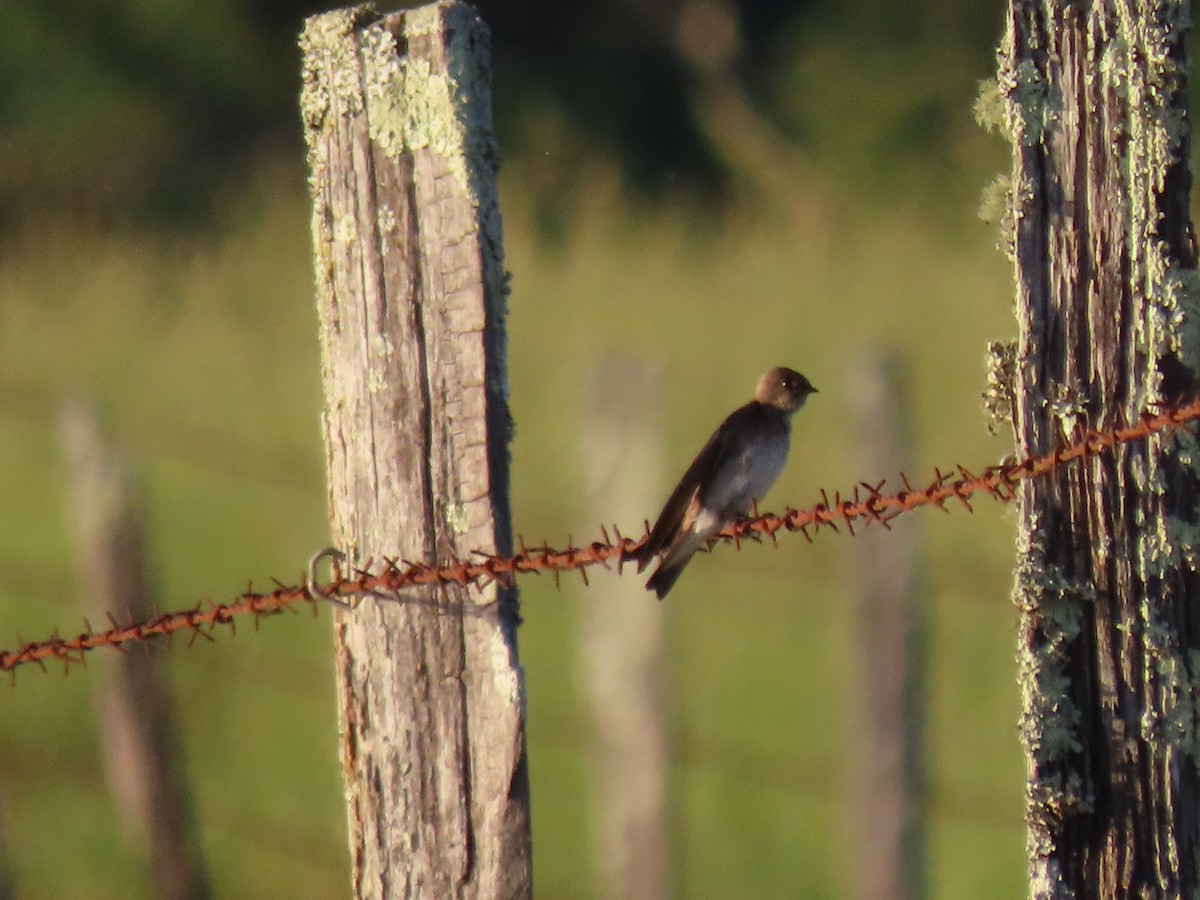 Northern Rough-winged Swallow - ML618854669