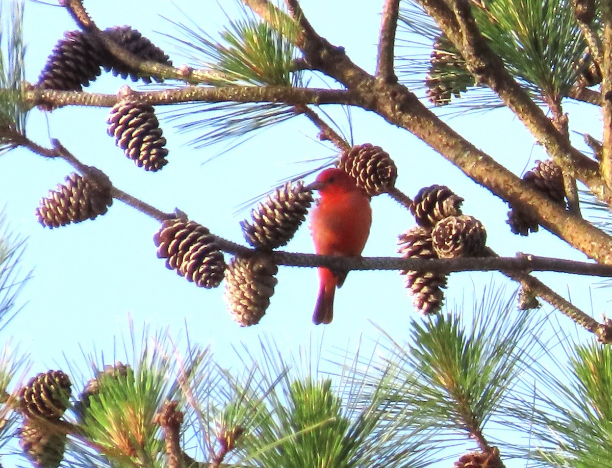 Summer Tanager - Teresa Noel