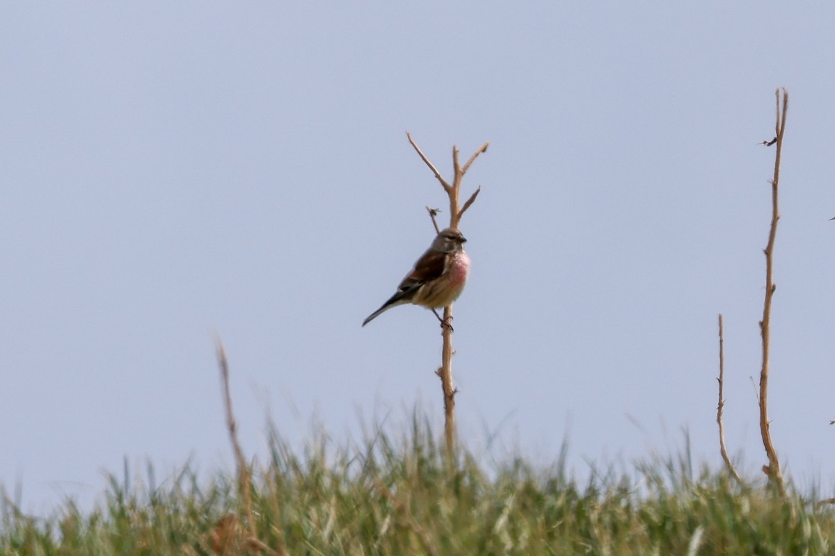 Eurasian Linnet - Ian Thompson