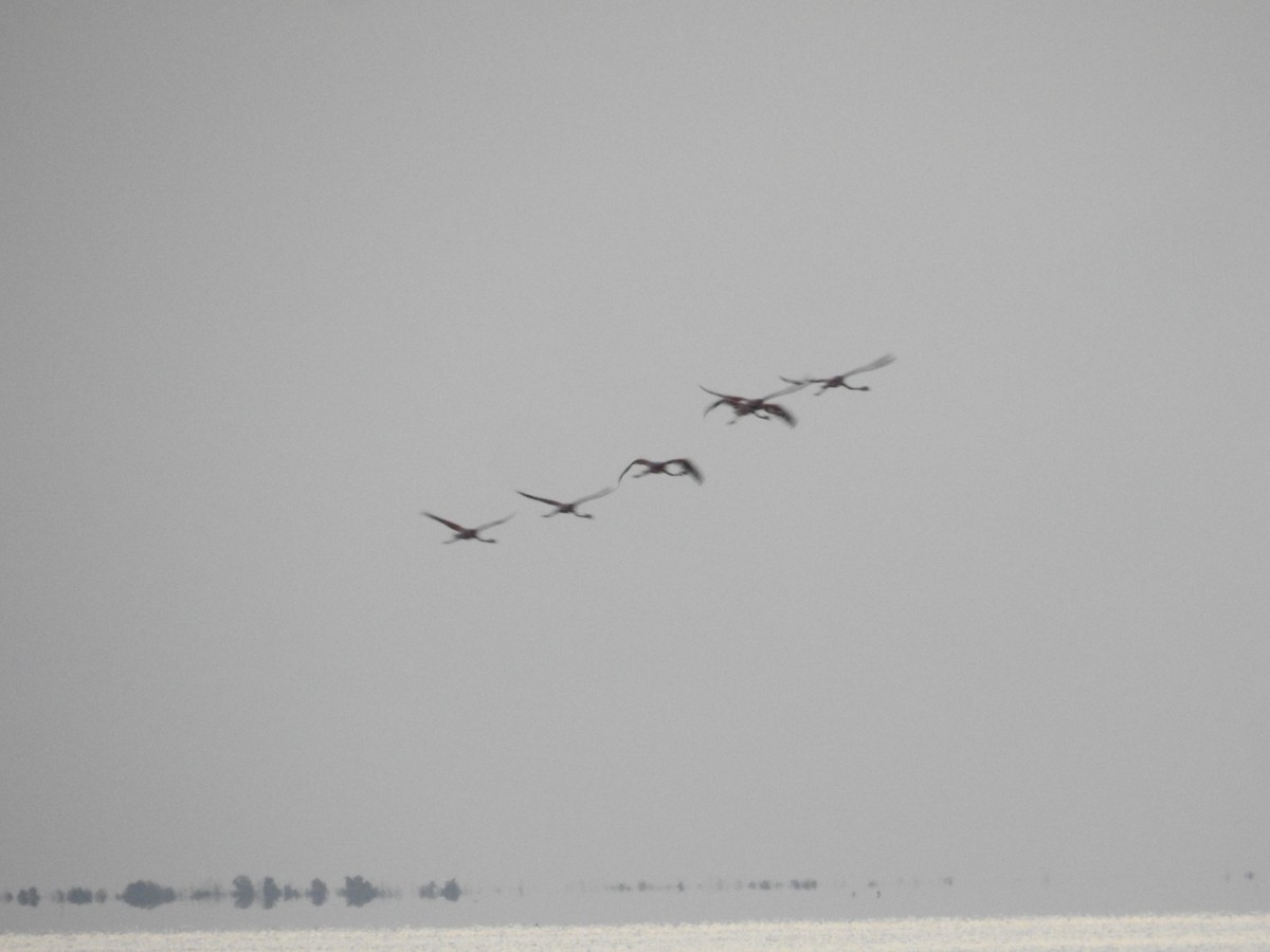 American Flamingo - Nicolás Díaz Pérez