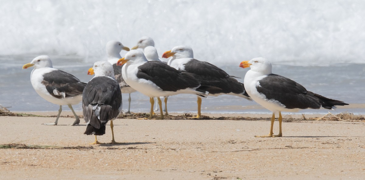 Kelp Gull - Philip Griffin