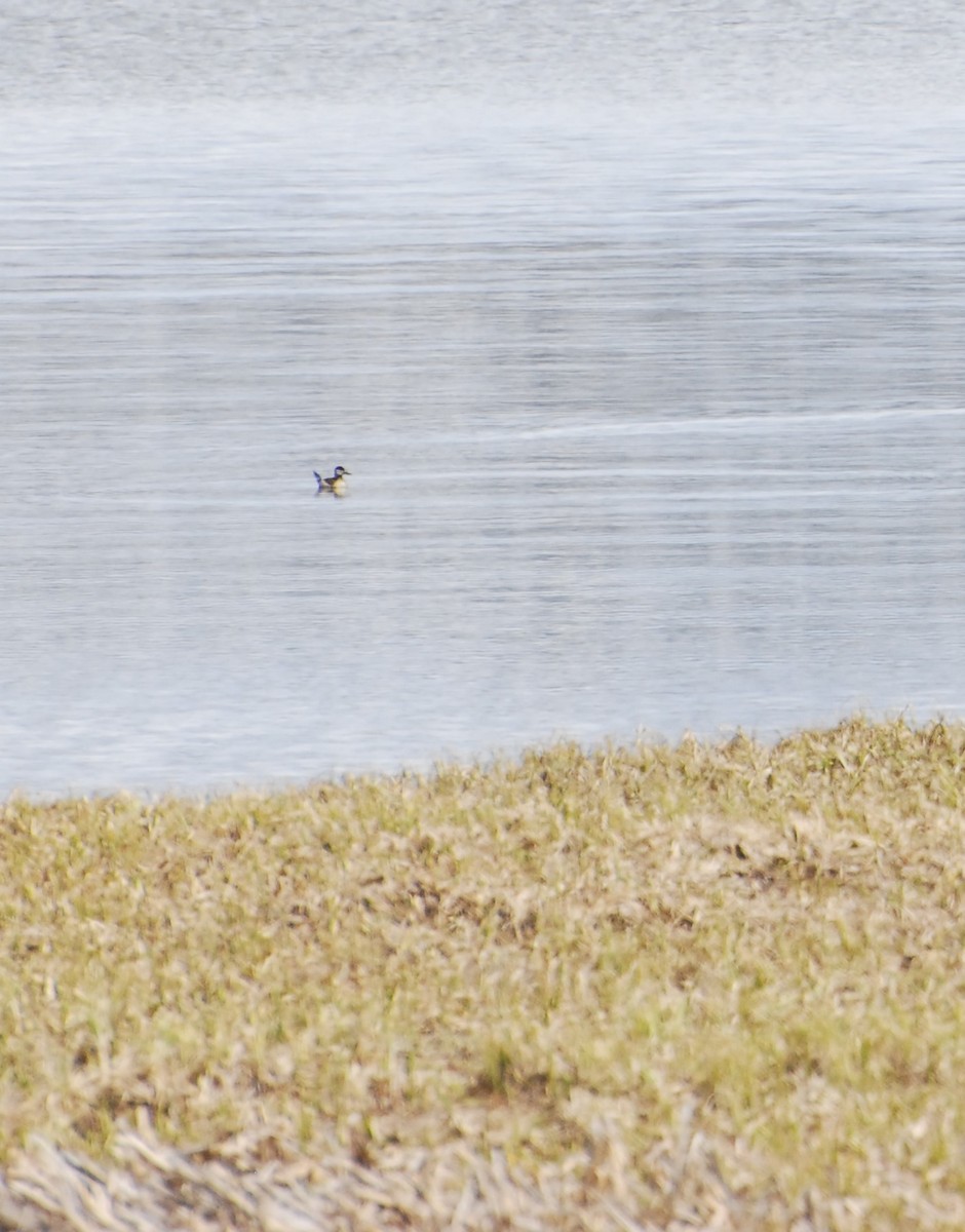 Ruddy Duck - Mary Mac Gregor