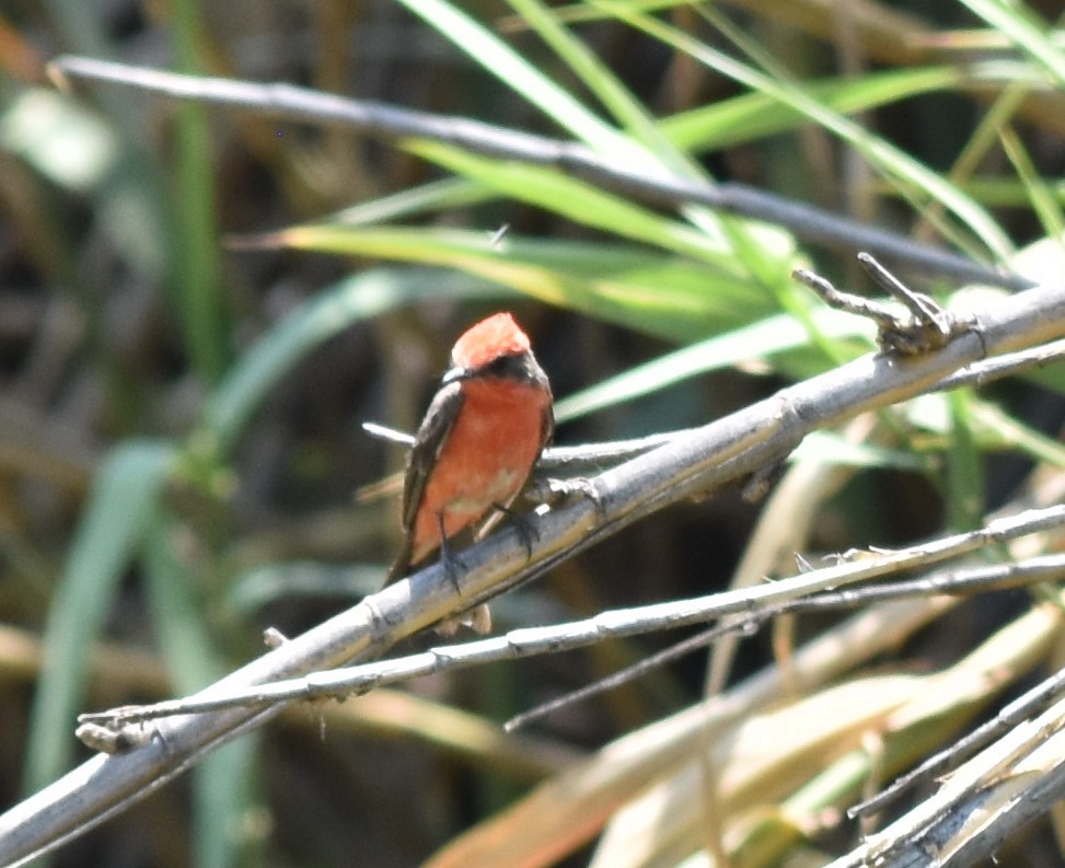 Vermilion Flycatcher - Maria G. Price