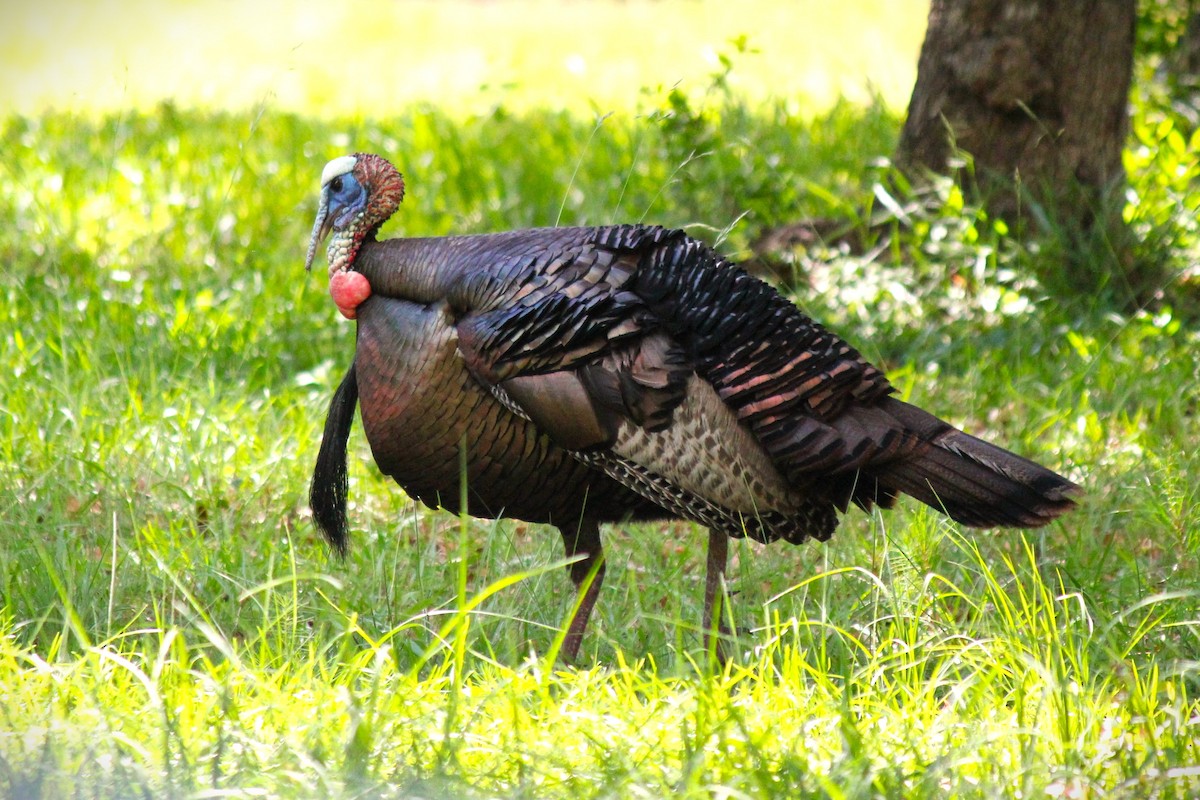 Wild Turkey - Matthew Werner