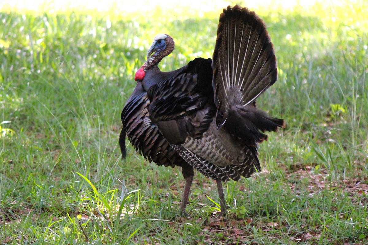 Wild Turkey - Matthew Werner