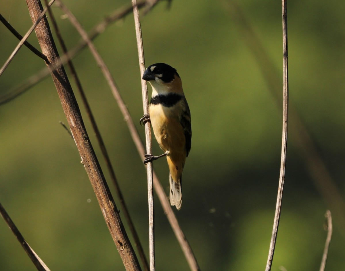 Rusty-collared Seedeater - Paulo Fagundes