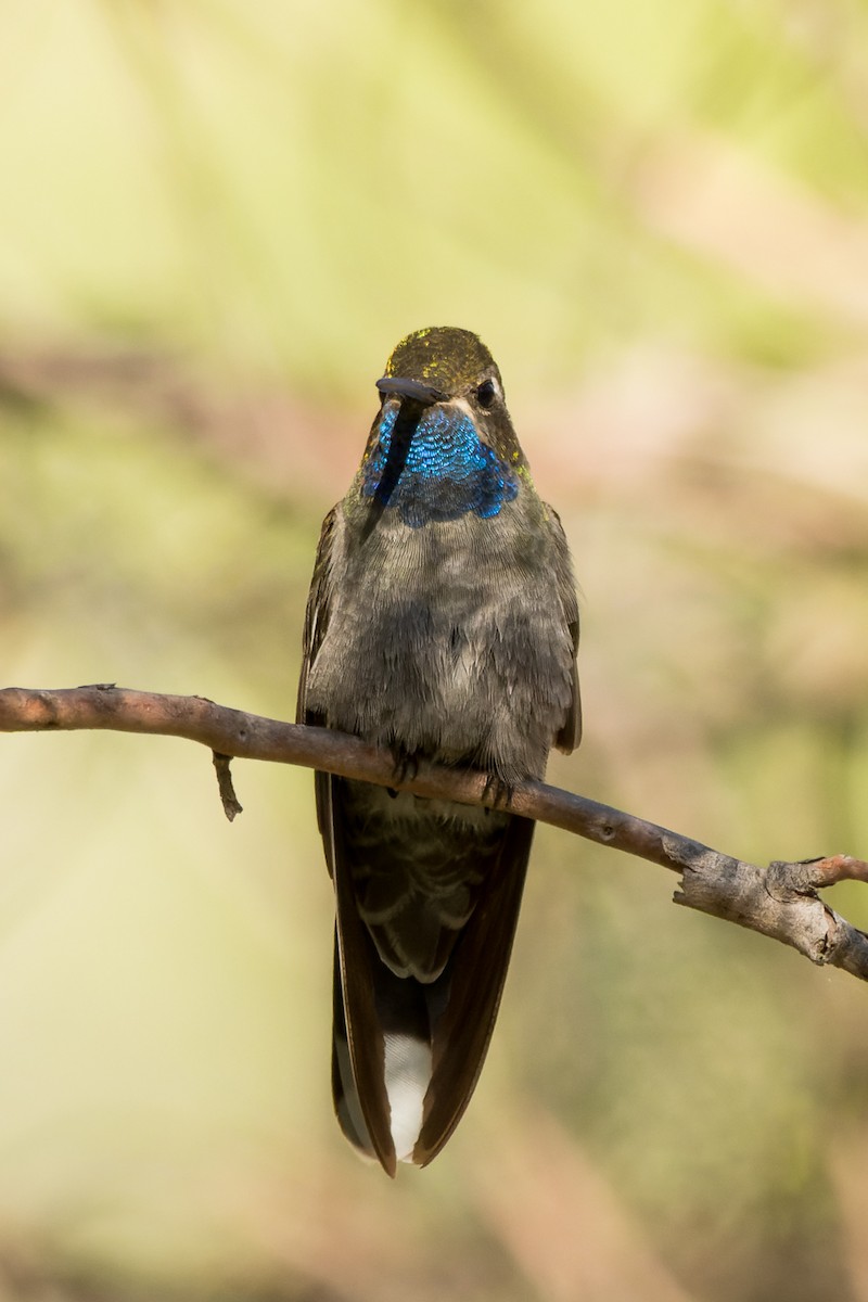 Blue-throated Mountain-gem - Lori Buhlman