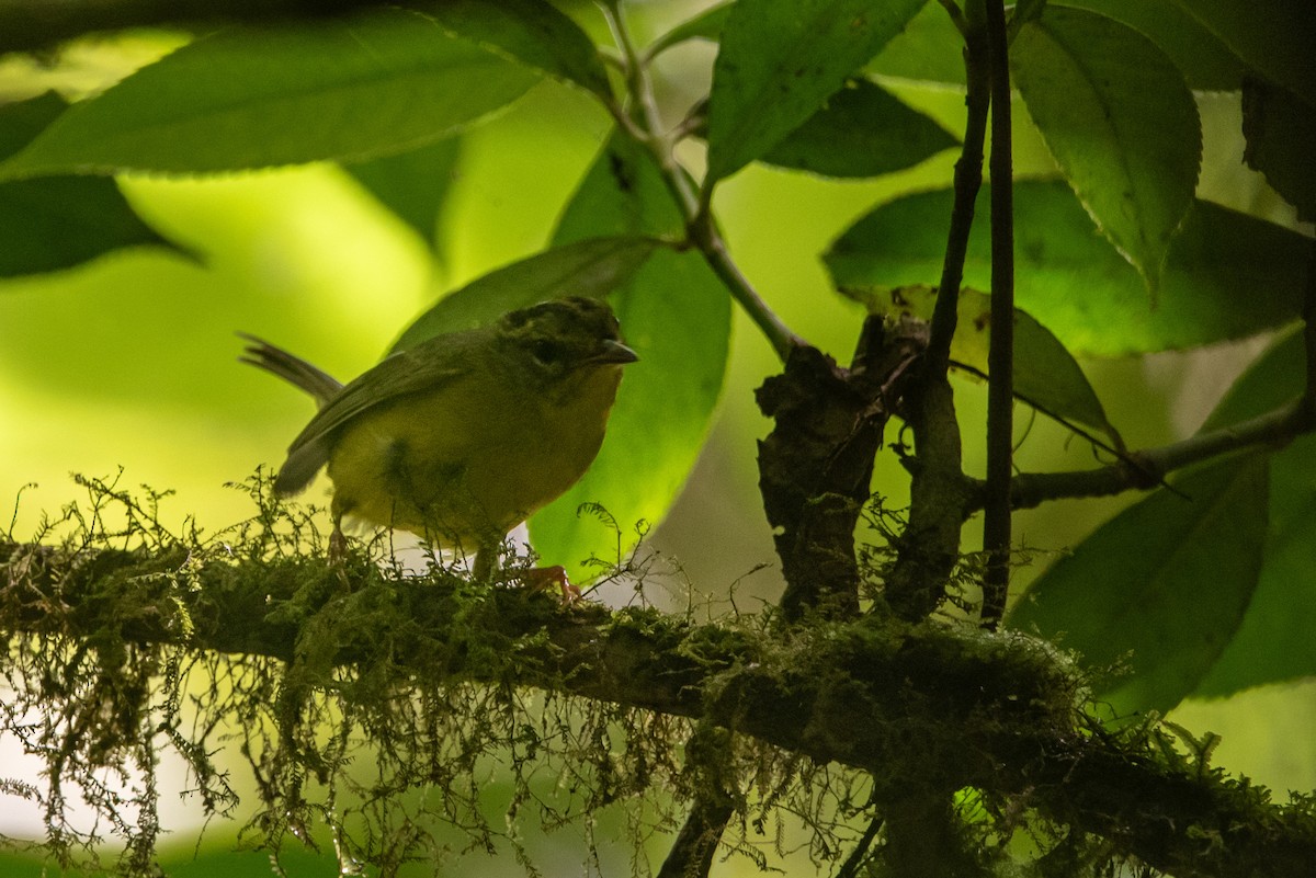 Golden-crowned Warbler - John Ramírez Núñez