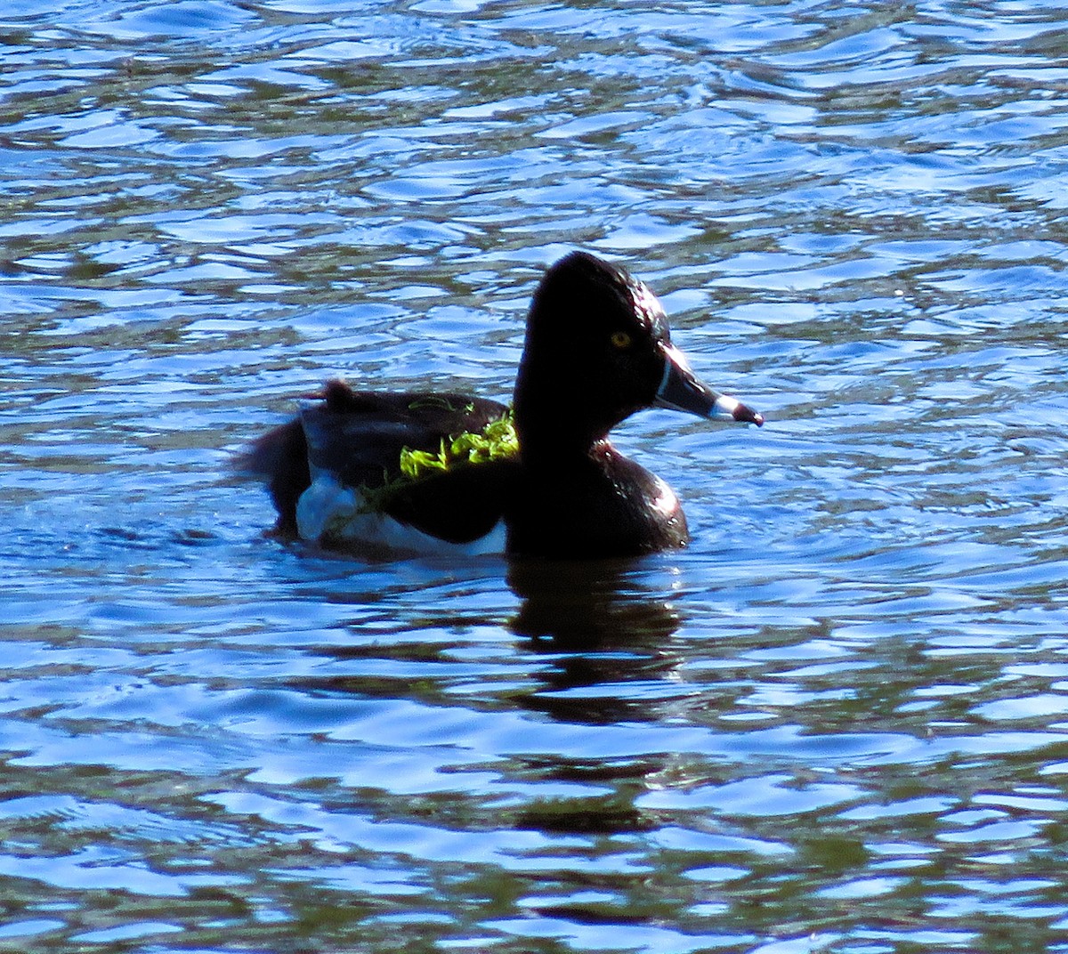 Ring-necked Duck - Bea Harrison