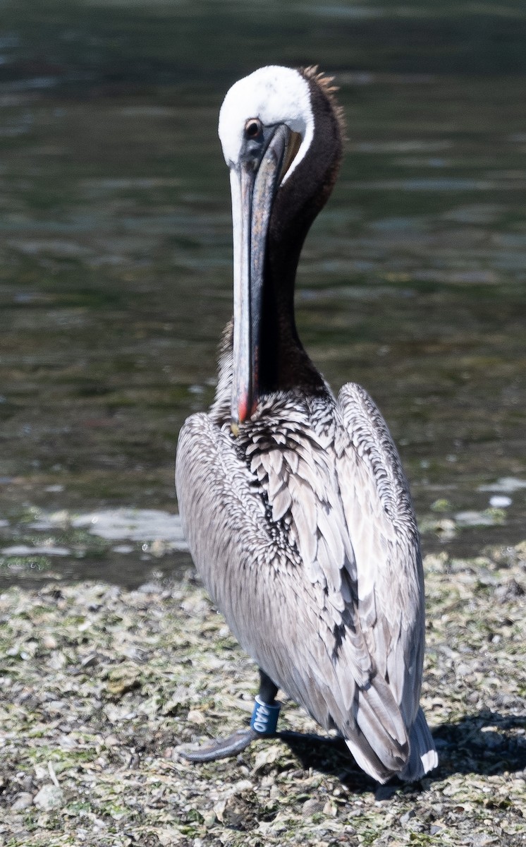 Brown Pelican (California) - Mark Rauzon