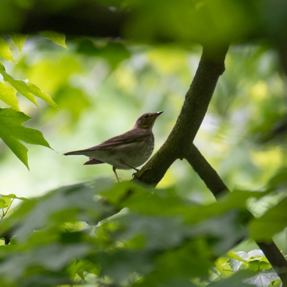 Swainson's Thrush - William Pixler