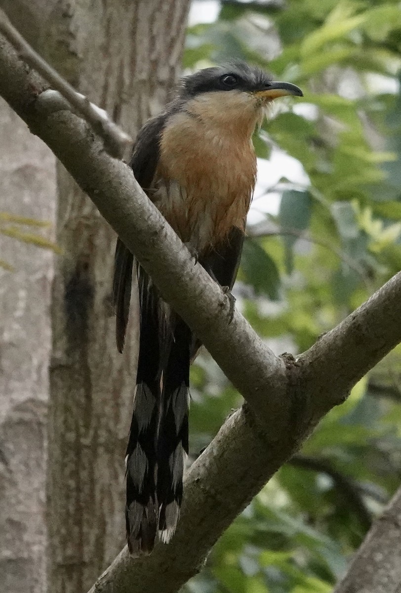 Mangrove Cuckoo - ML618854749