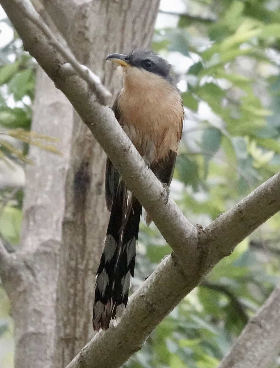 Mangrove Cuckoo - ML618854750