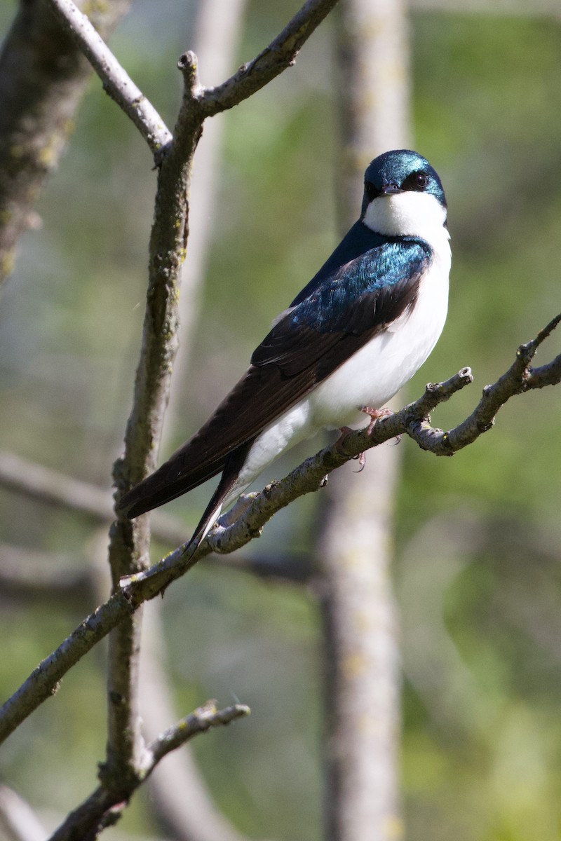 Tree Swallow - Mathias & Sharon Mutzl