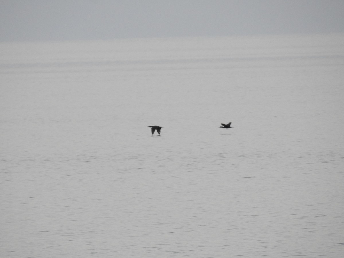 Double-crested Cormorant - Nicolás Díaz Pérez