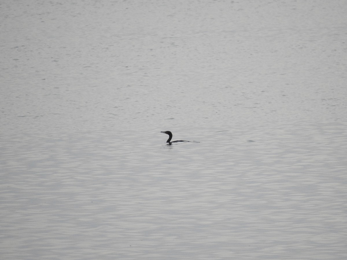 Double-crested Cormorant - Nicolás Díaz Pérez